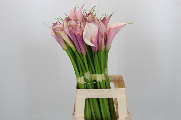 <h4>Zantedeschia Eydolls Purple Pink</h4>