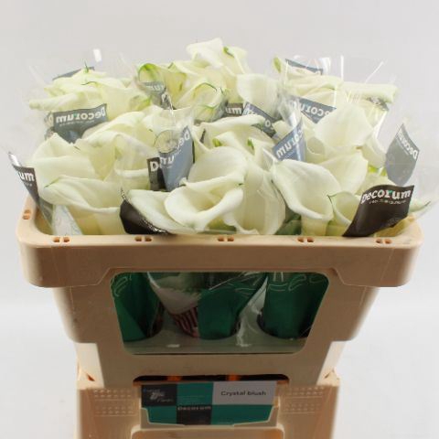 <h4>Calla Crystal Blush</h4>