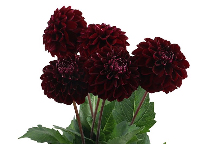 <h4>Dahlia Dark Prince Purple</h4>