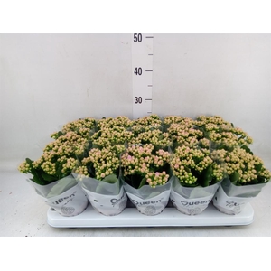 Kalanchoe  'RoseFlow Audrey'