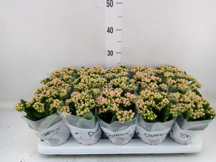 <h4>Kalanchoe  'RoseFlow Audrey'</h4>