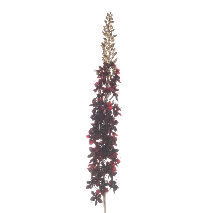 Af Eremurus L109cm Red