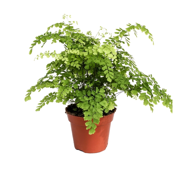 <h4>Adiantum Raddianum 'Fragrans'</h4>