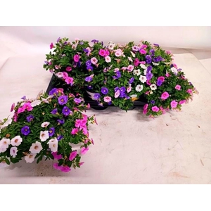 CALIB TRIOB P GEM PT