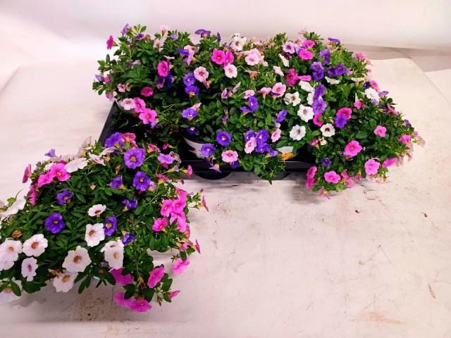 <h4>CALIB TRIOB P GEM PT</h4>