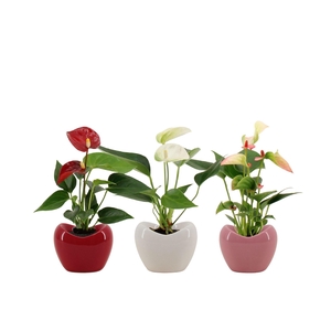Anthurium 6 cm 3 color mix in Paris ceramics