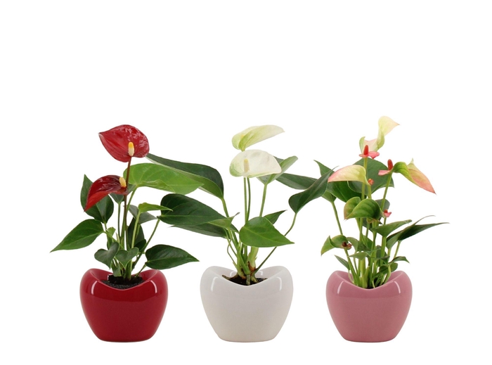 Anthurium 6 cm 3 color mix in Paris ceramics