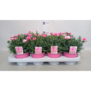 Dianthus  'I Love U'