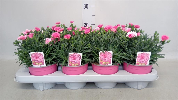 <h4>Dianthus  'I Love U'</h4>
