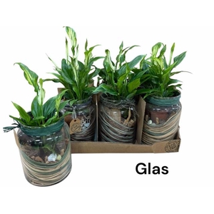ARR SPATHIPHYLLUM