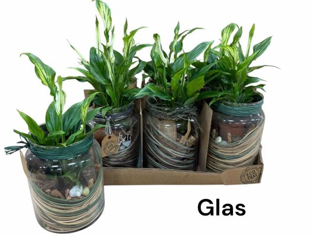 <h4>ARR SPATHIPHYLLUM</h4>