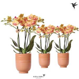 Kolibri Orchids Phalaenopsis Orange 3 spike in Glazed pot cognac