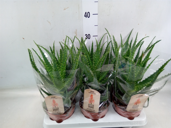 <h4>Aloe arborescens</h4>