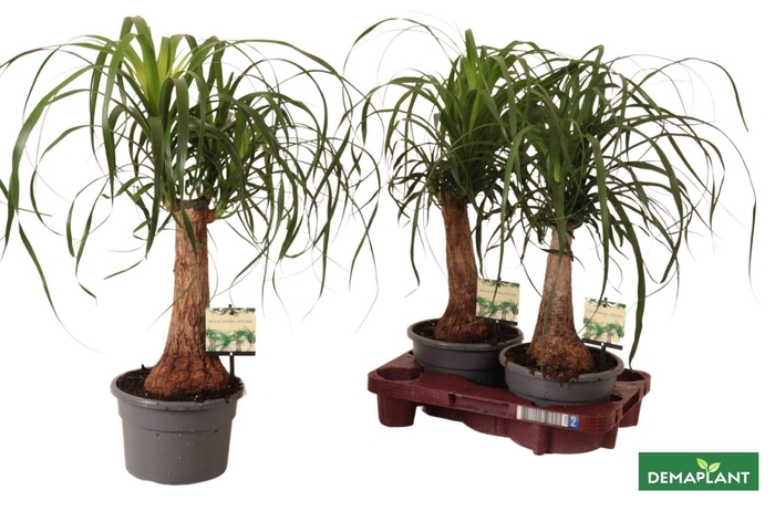 <h4>BEAUCARNEA RECUR</h4>