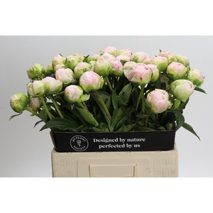 Paeonia Moon over Barrington