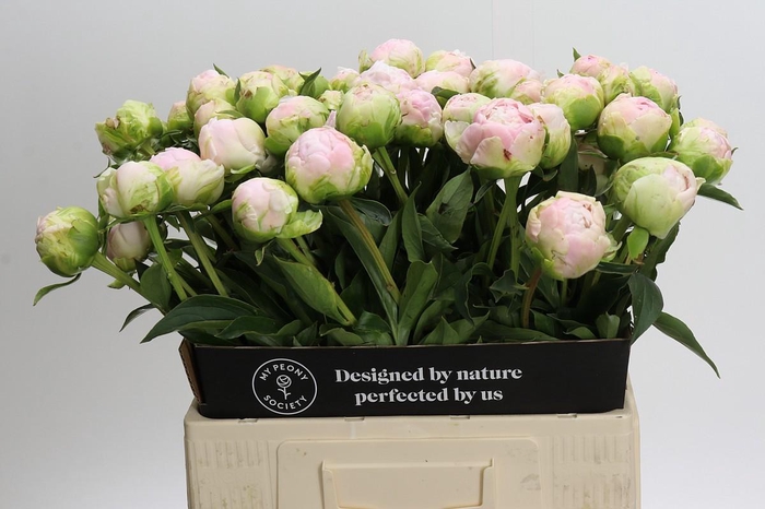 Paeonia Moon over Barrington