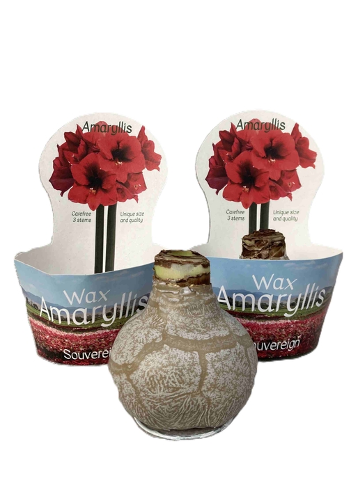 HIPPEASTRUM-HYBRID P14