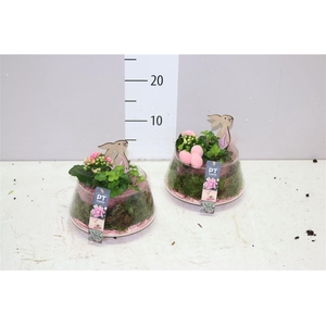 Arr 9359 Roze Ufo Glas