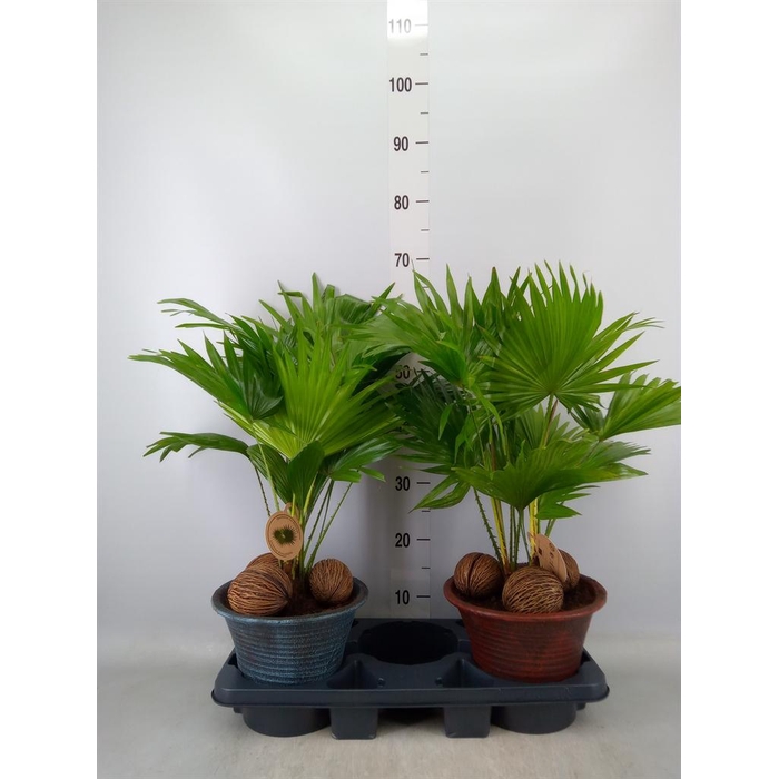 <h4>Livistona rotundifolia</h4>