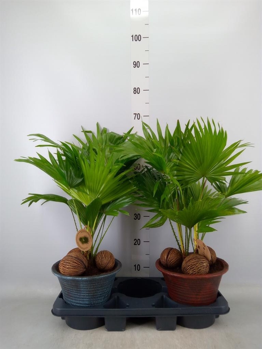 <h4>Livistona rotundifolia</h4>