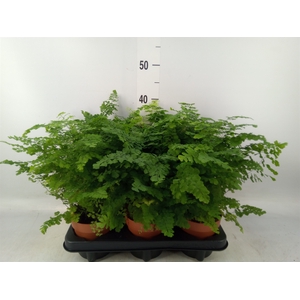 Adiantum raddi. 'Fritz-Luthi'