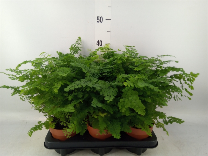 <h4>Adiantum raddi. 'Fritz-Luthi'</h4>