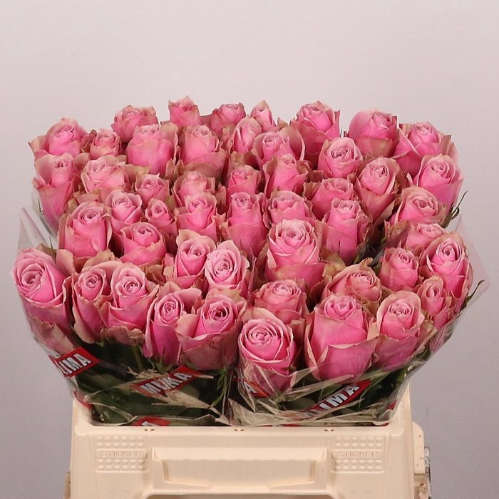 <h4>R GR ATHENA ROYALE</h4>