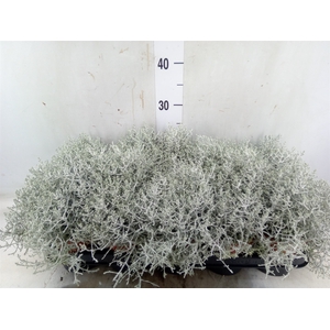 Leucophyta     [Calocephalus]