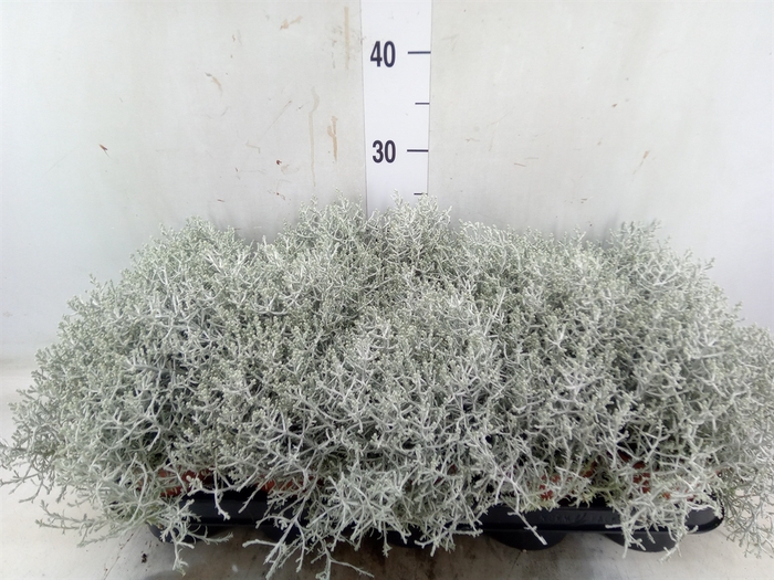 <h4>Leucophyta     [Calocephalus]</h4>