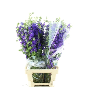 Delphinium Aj Blue