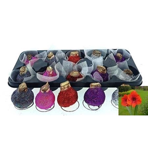 Bloembol Hippeastrum