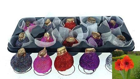 <h4>Bloembol Hippeastrum</h4>