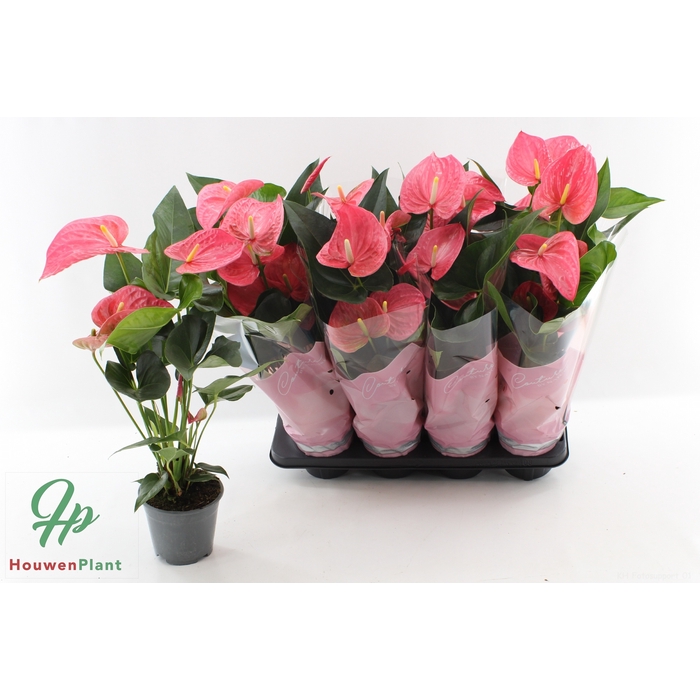<h4>Anthurium Andreanum Maine 14Ø 50cm 5fl</h4>