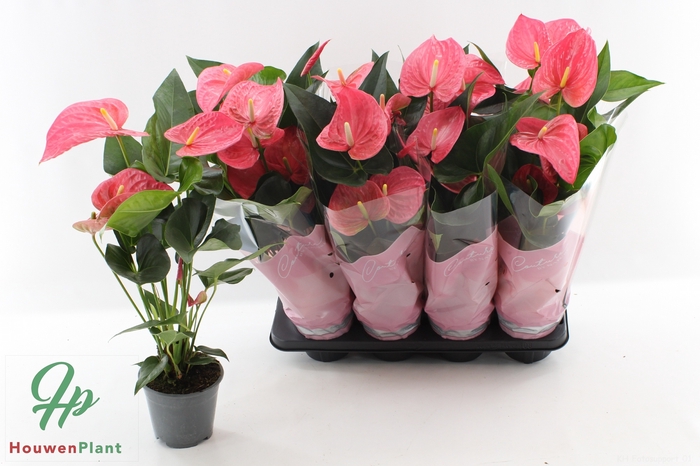 Anthurium Andreanum Maine 14Ø 50cm 5fl