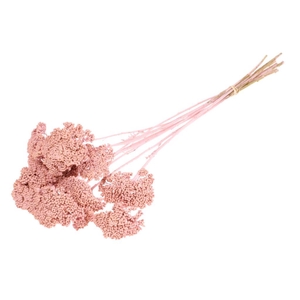 Achillea Parker Pink Misty