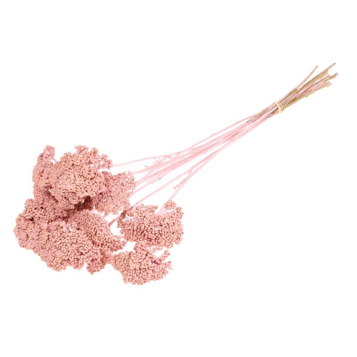 <h4>Achillea Parker Pink Misty</h4>