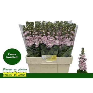 MATTH MILLA LIGHT PI