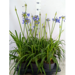 Agapanthus  'Everpanthus Sapphire'