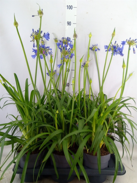 <h4>Agapanthus  'Everpanthus Sapphire'</h4>