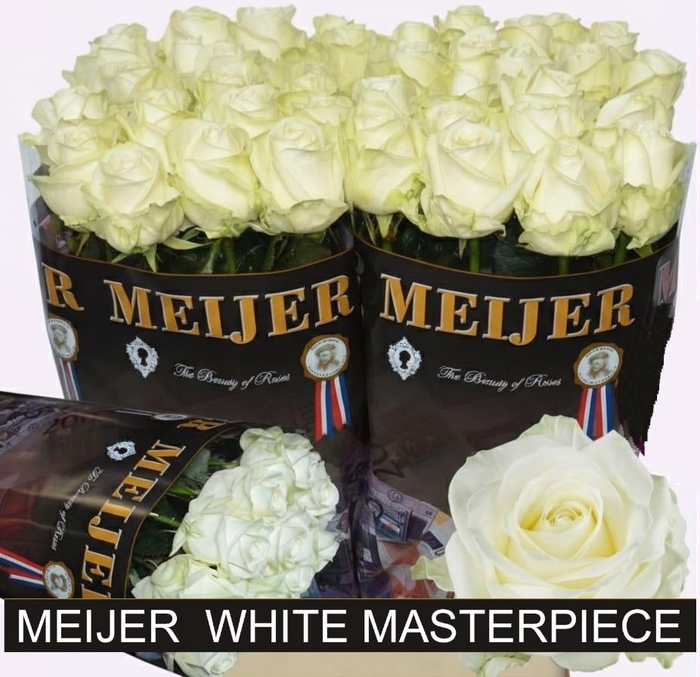 <h4>R GR AVALANCHE+</h4>