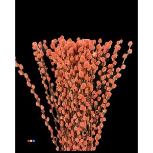 Salix Pussy Willow Red