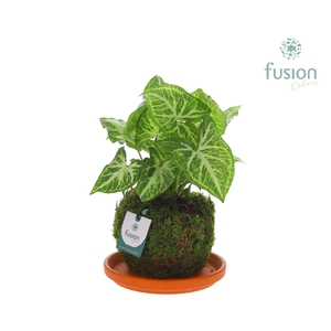 Terracotta schotel met Mosbollen en Syngonium 24 uur levertijd