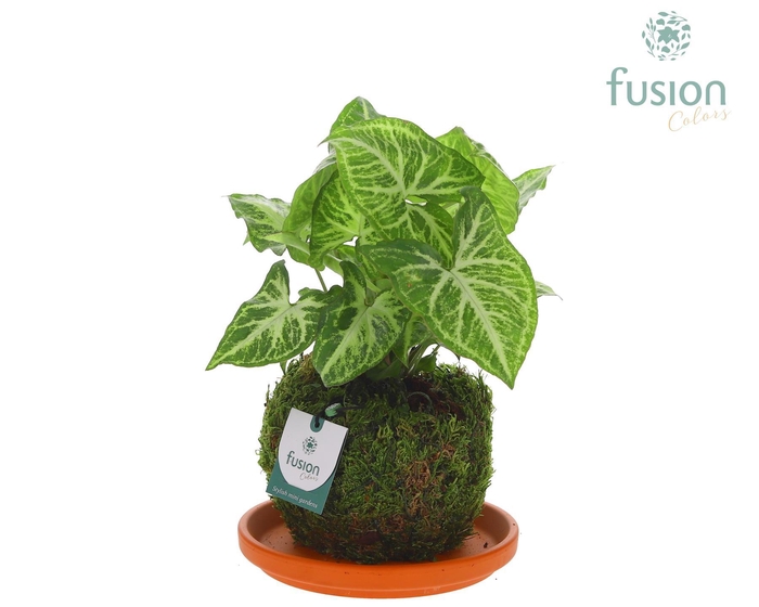 <h4>Terracotta schotel met Mosbollen en Syngonium 24 uur levertijd</h4>