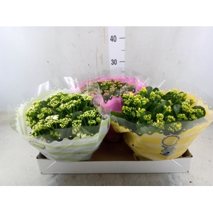 Kalanchoe blos.   ..rosebud mix  5