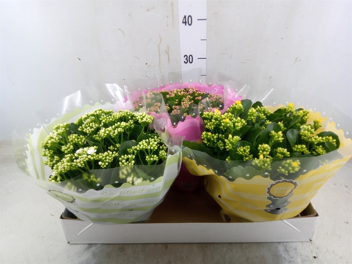 <h4>Kalanchoe blos.   ..rosebud mix  5</h4>