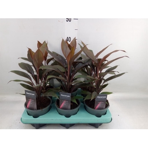 Cordyline fruti. 'Tango'