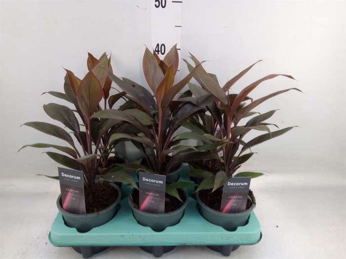 <h4>Cordyline fruti. 'Tango'</h4>