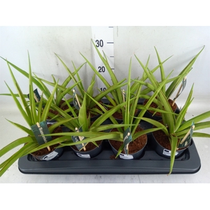 Sansevieria   ...