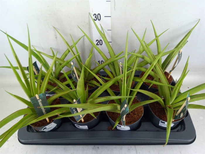 <h4>Sansevieria   ...</h4>