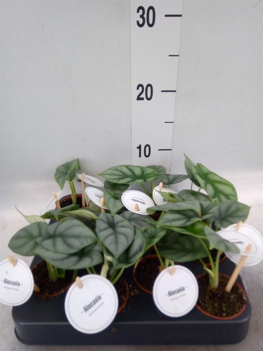 <h4>Alocasia   ...</h4>